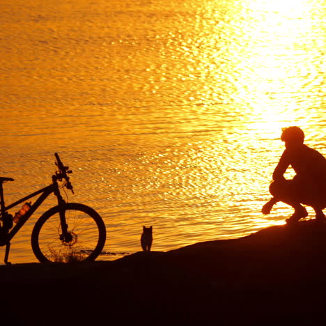 silhouette of a cyclist two cats and a bike near the river at sunset. golden path from the setting sun in the water and a man with cats outdoors.