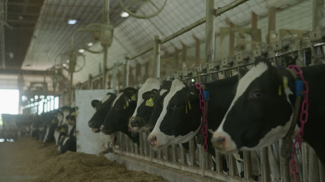 Cows eating in a barn