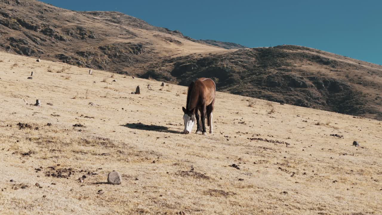 impresionante drone aéreo disparado acercándose a un caballo salvaje marrón mientras se alimenta en pastizales en la cordillera seca de los andes