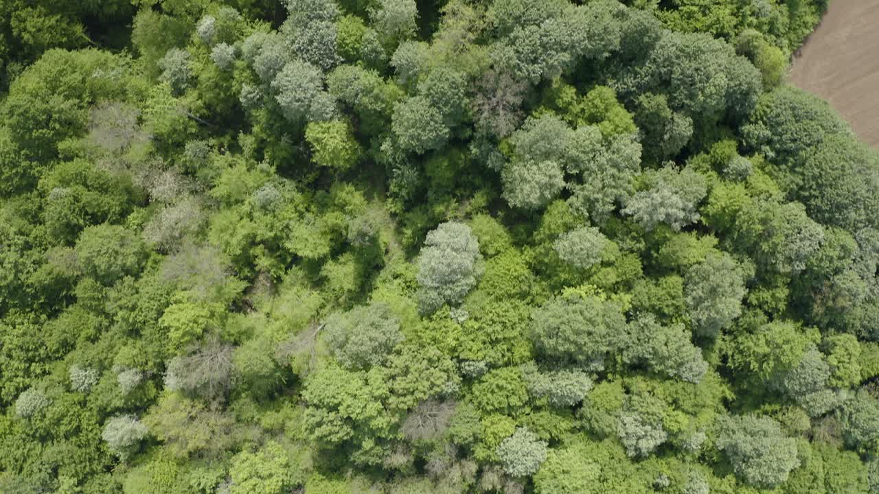 naturaleza no contaminada, bosque verde y una impresionante vista de pájaro de bosnia y herzegovina