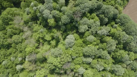 Unpolluted-nature,-green-forest,-and-stunning-bird-eye-view-of-Bosnia-and-Herzegovina