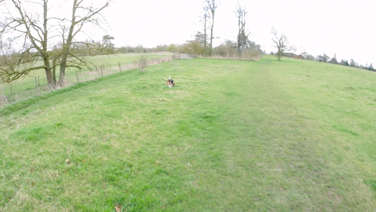 Point of view of throwing a stick for a dog in a park