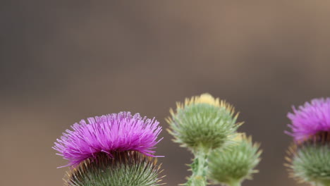 Full-frame-macro:-Yellow-Tiger-Swallowtail-Butterfly-on-thistle-flower