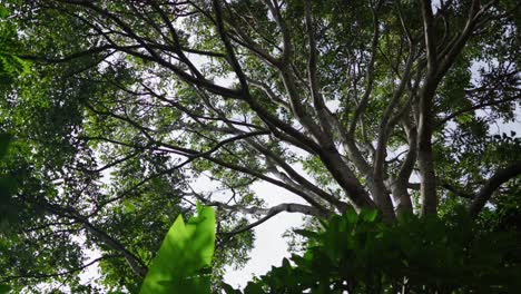 an upward view of a large tree with numerous branches and dense foliage, creating a canopy