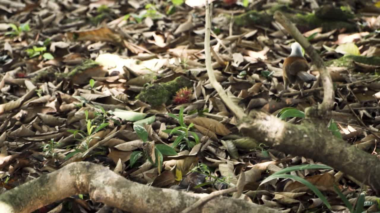 White-crested Laughingthrush Hopping Over Dried Fallen Leaves In Clementi Forest, Singapore. - handheld