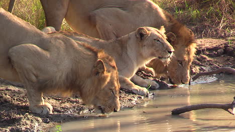 leones bebiendo agua en su hábitat natural en un pozo de agua poco profundo en áfrica
