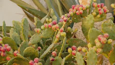 massive bush of ficus indica with growing cacti fruits, motion view