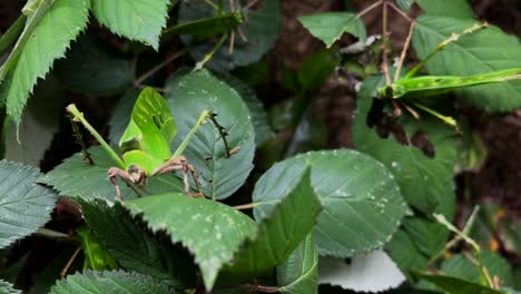 識別するのが難しい昆虫が見えます