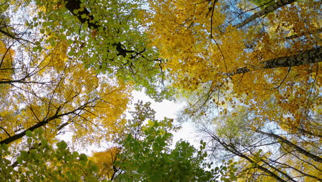 view of the autumn trees from the bottom up