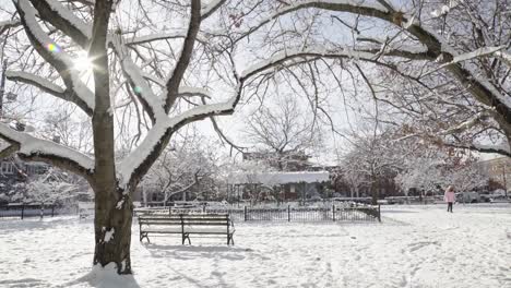 leafless trees with thick white snow cover in empty park, cold winter