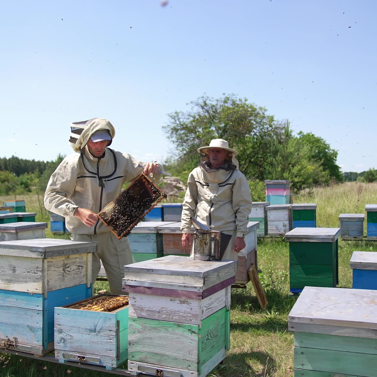 Small apiary in rural meadow nearby forest. Beekeepers are busy working at bee farm checking up the hives. Gradual distancing from the farm