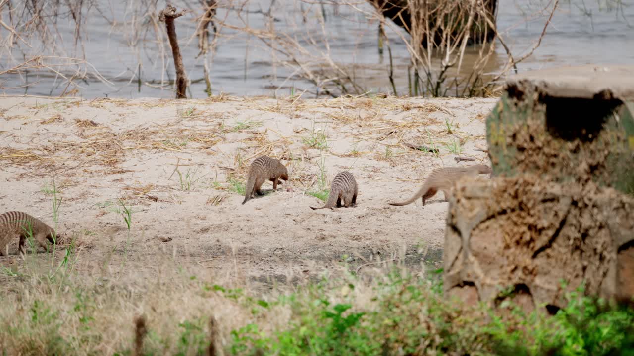 Banded Mongooses foraging near Lake Manyara in Tanzania