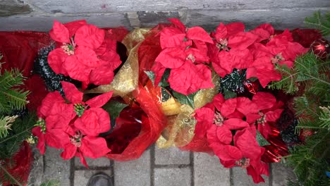 hermosas flores rojas navideñas como decorativas en el piso