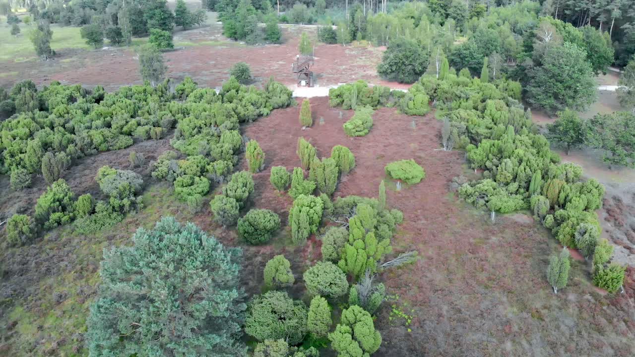 네덜란드 국립공원 드 마인웨그에 연못과 물이 있는 꽃이 만발한 보라색 히스랜드의 공중 전망 - 4k 드론 푸티지