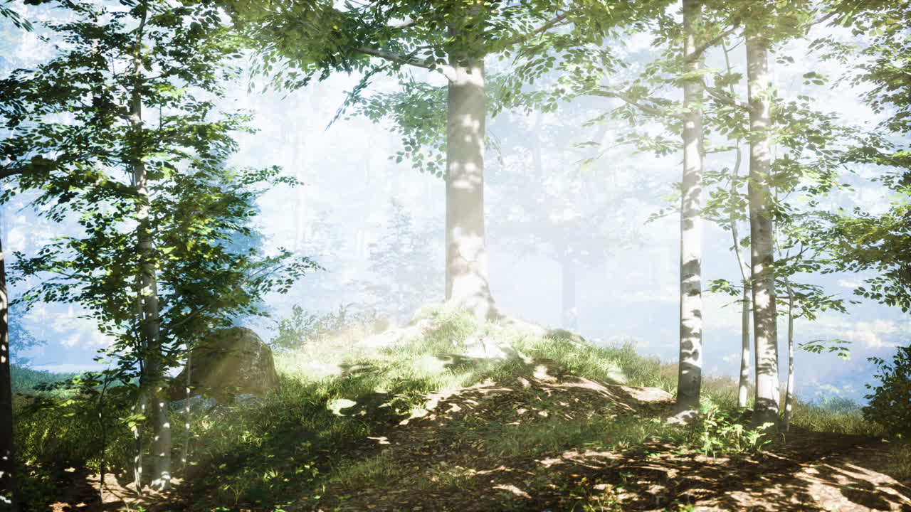 황금색  ⁇ 빛 에 비춰진 숲 에 있는 나무 들