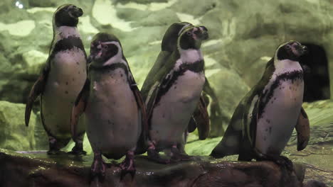 los pingüinos se preparan para sumergirse en el agua del acuario