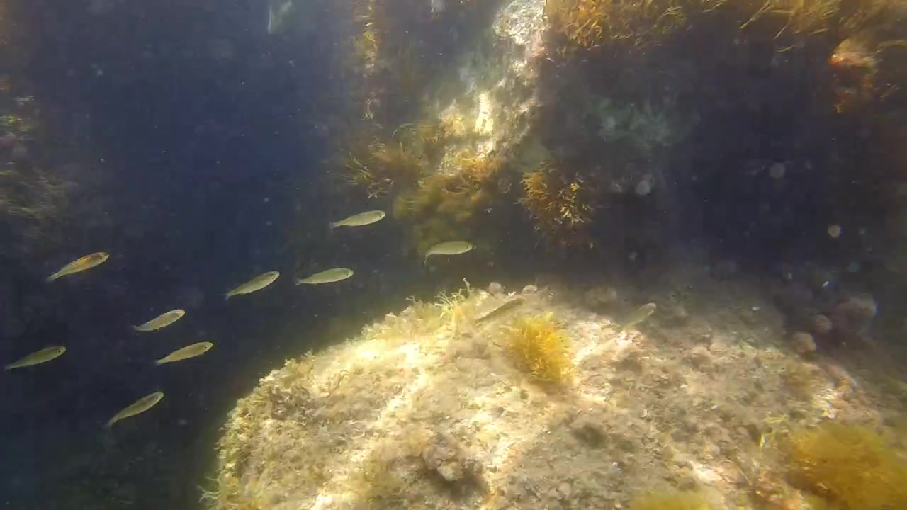 Undervandsoptagelse af små fisk, der svømmer rundt om stenet havbund dækket af alger i klart middelhavsvand.