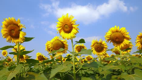 beautiful sunflowers background blue sky in farming