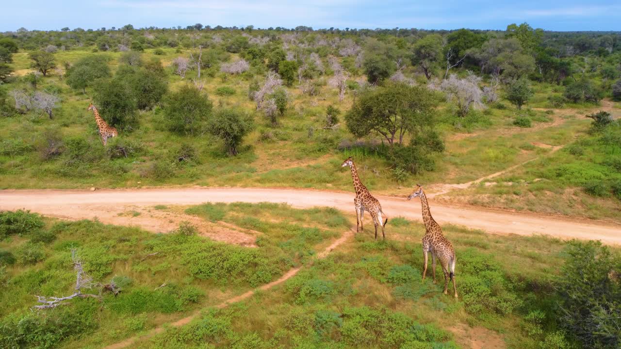 Herd Of Cape Giraffe In Savannah At Mjejane Game Reserve, South Africa. high angle, panning shot