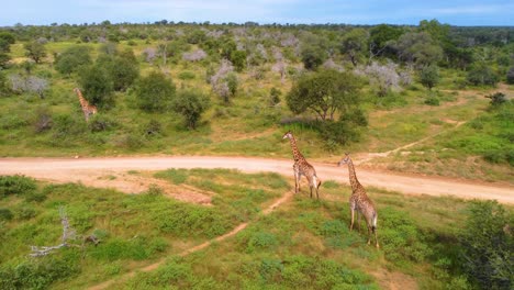 herd of cape giraffe in savannah at mjejane game reserve, south africa. high angle, panning shot