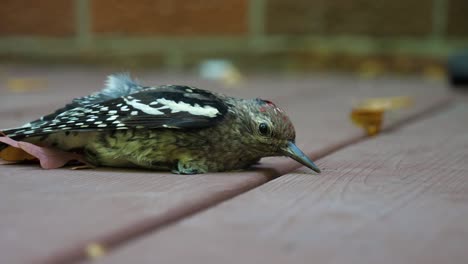 pájaro carpintero chupasavia de vientre amarillo herido - mirando a la cámara y parpadeando 60fps