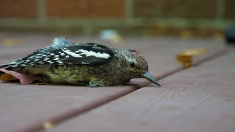 injured yellow-bellied sapsucker woodpecker - looking into camera and blinking 60fps