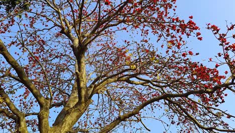 Baum-Mit-Roten-Blumen,-Viele-Mit-Strahlend-Blauem-Himmel-Am-Morgen