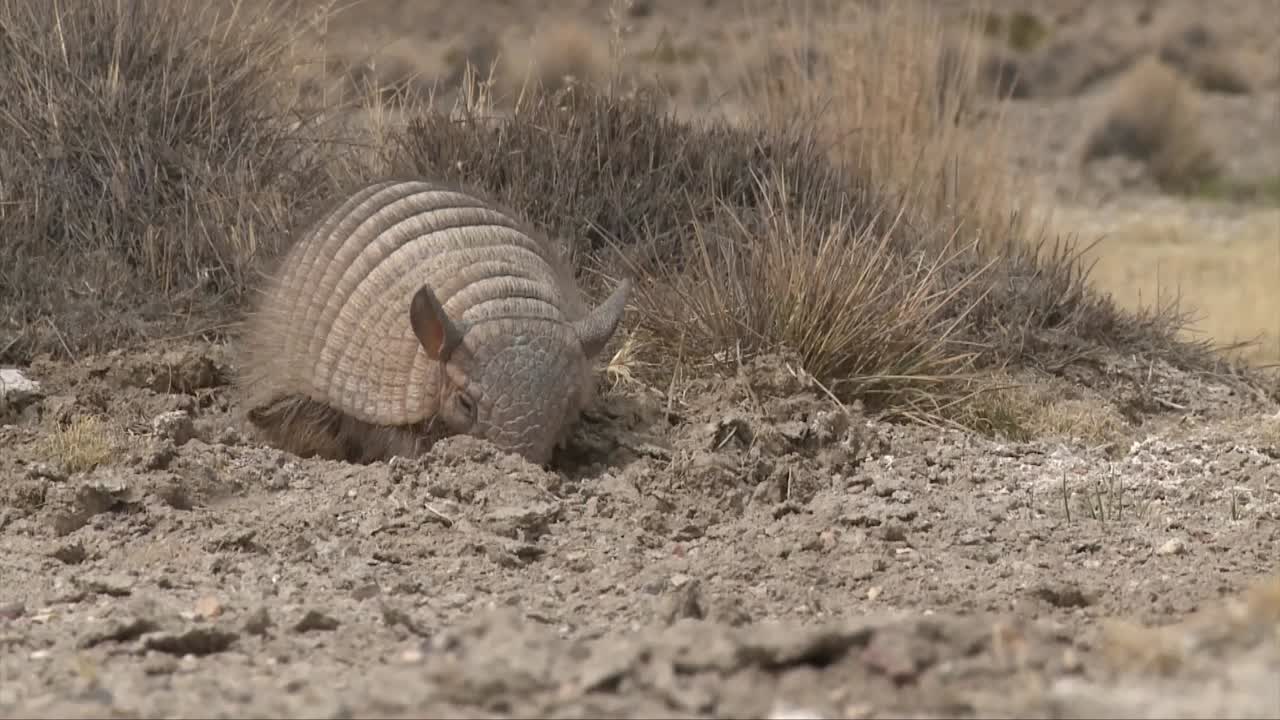 quirquincho andino del norte de chile