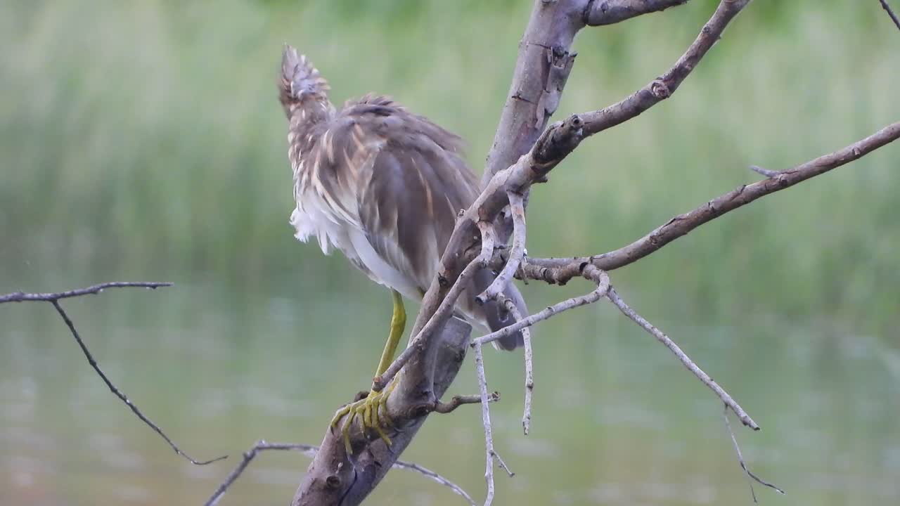 garza de estanque indio en el árbol.