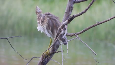 Indischer-Teichreiher-Im-Baum.