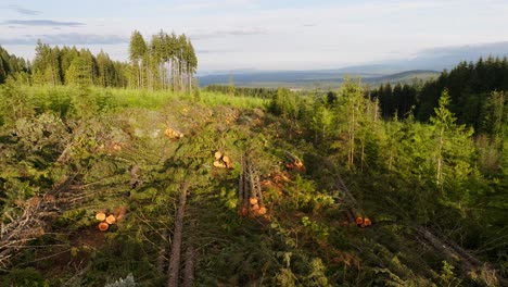 Un-Claro-En-Un-Bosque,-Donde-Los-árboles-Han-Sido-Talados