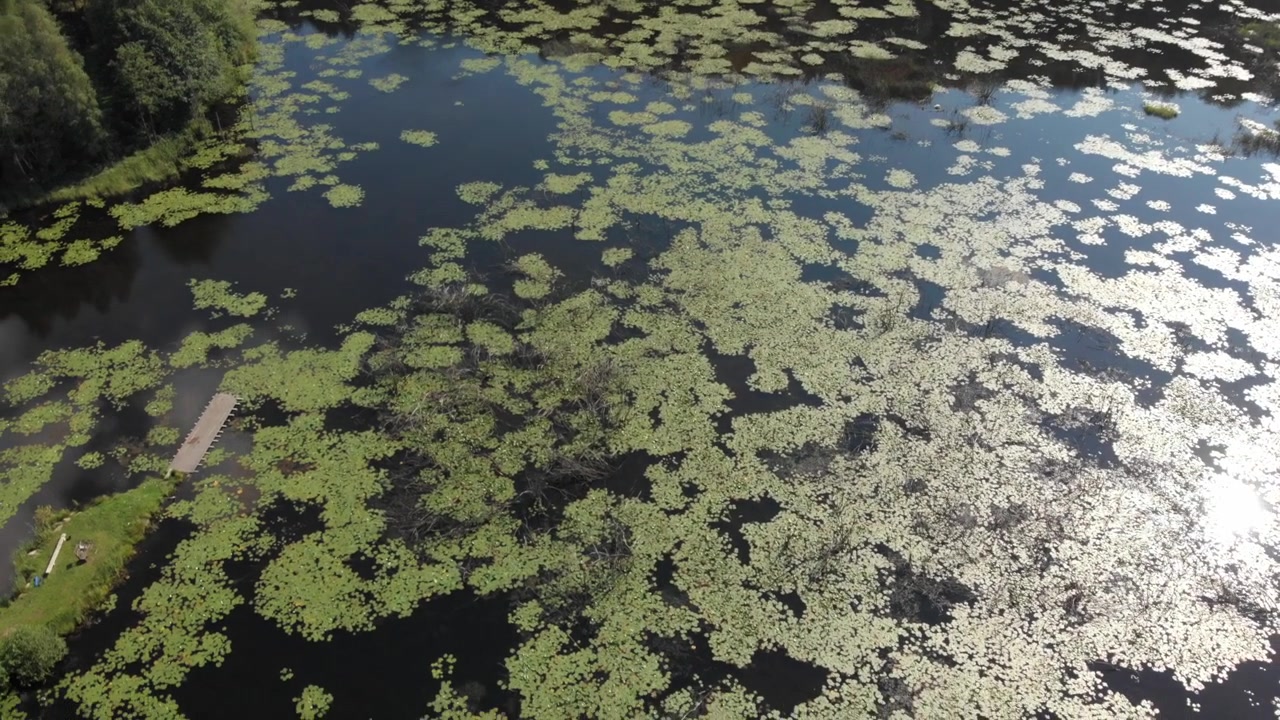 Sorvolo con drone che attraversa un lago forestale casciubo coperto di ninfee e piante acquatiche, con canneti, acqua dolce scura e brillanti riflessi del sole sulla tranquilla zona umida
