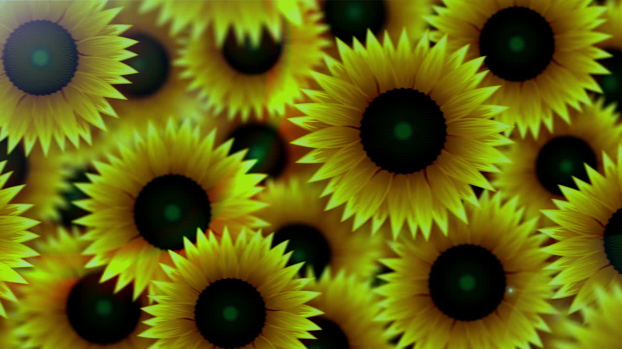 girasol del amanecer del verano [bucle]