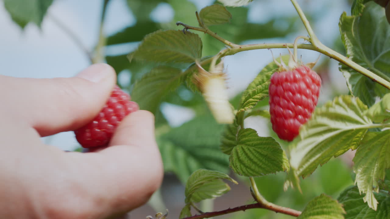 The farmer's hand is plucking a raspberry. Close-up