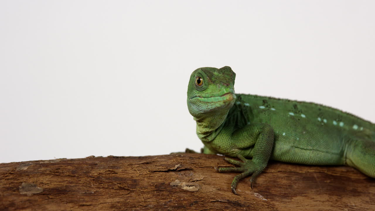 바실리스크 예수 도마뱀은 나뭇가지에 앉아 옆눈으로 카메라를 쳐다본다