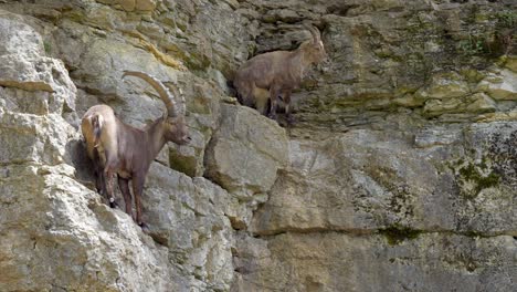 capra ibex animals on rocky mountain in nature