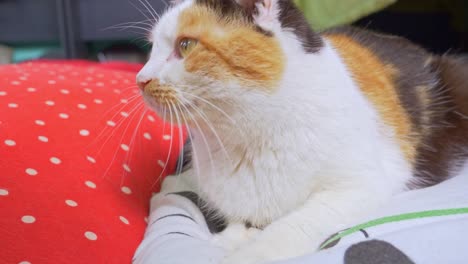 close up shot of a beautiful cat with three colors