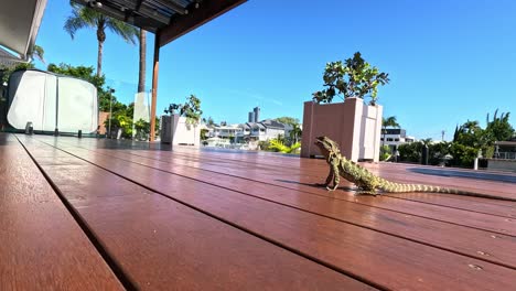 lagarto explorando una cubierta soleada en australia
