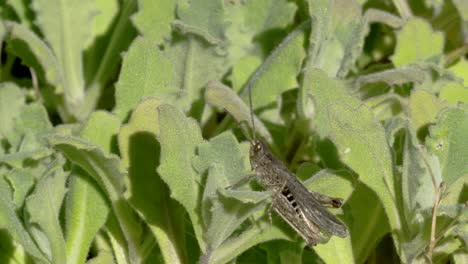 un saltamontes verde en la hoja 4k fs700 odyssey 7q