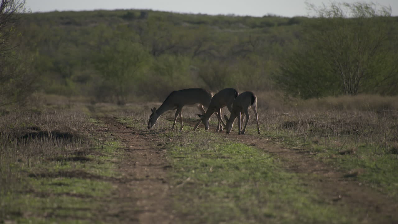 Deer Grazing in a Field