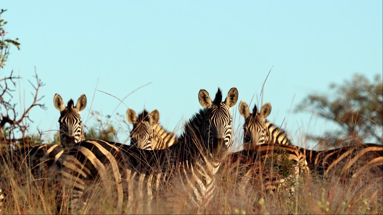 Herd of alert zebra stare directly at camera among tall grass at sunrise