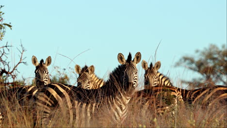 herd of alert zebra stare directly at camera among tall grass at sunrise