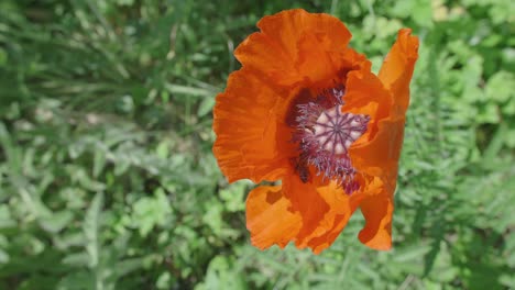 la abeja llega y aterriza en una amapola naranja antes de meterse dentro para comenzar a polinizar.