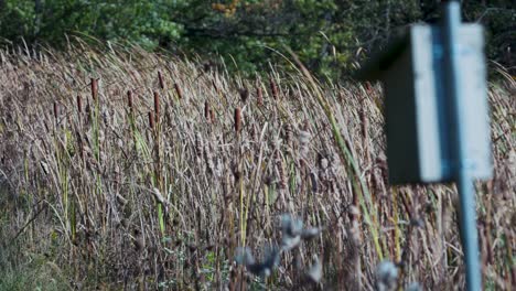 birdhouse in a field of tall grass
