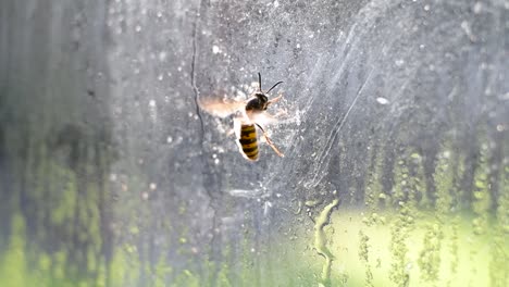 Una-Avispa-Tratando-De-Volar-A-Través-De-La-Ventana-De-Mi-Cocina