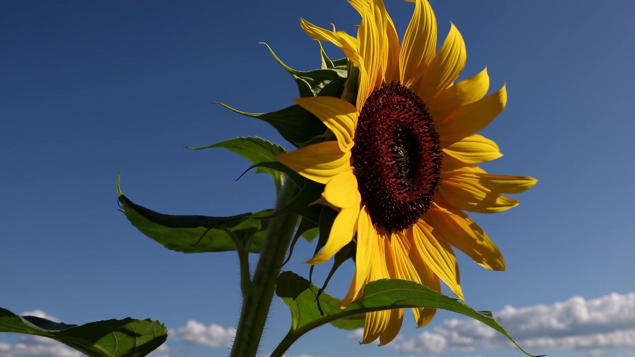 Single Sunflower Swaying Gently Against a Clear Blue Sky