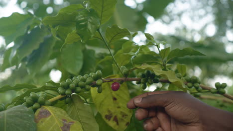 hombre señalando un grano de café rojo en el arbusto de café