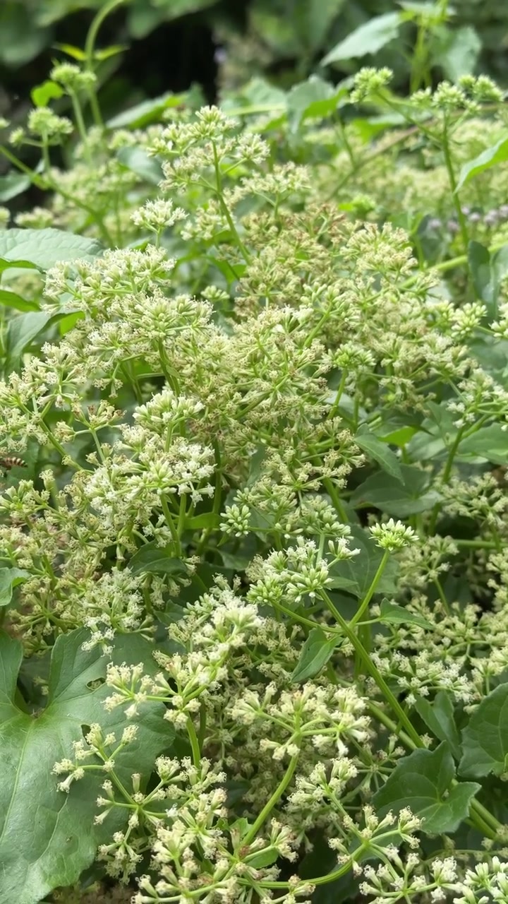 Honeybee Pollinating White Wildflowers in a Lush Garden