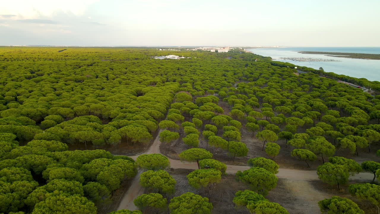 스페인 엘 롬피도 해안의 상록수를 통해 운전하는 자동차