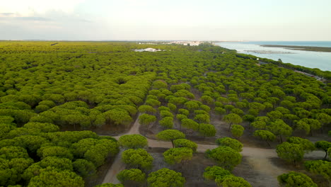 conducción de automóviles a través de árboles de hoja perenne en la costa del mar en el rompido, españa